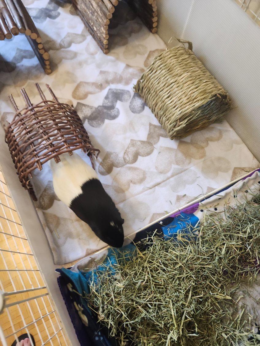 Small animal, likely a guinea pig, in a cage with hay and a hay holder.